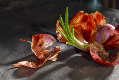 Close-up of seafood on cutting board