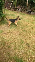 Dog lying on grass