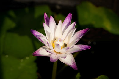 Close-up of lotus water lily in pond