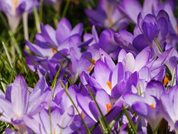 Close-up of purple crocus flowers