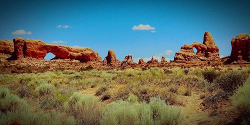 Plants growing on rock against blue sky