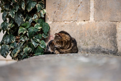 Portrait of cat resting on wall
