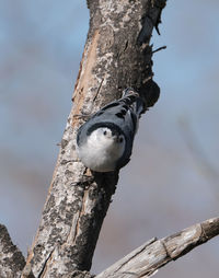 Low angle view of bird perching on tree