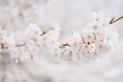 Close-up of white cherry blossom tree