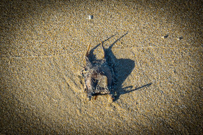 High angle view of lizard on sand