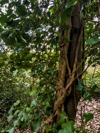 Low angle view of tree in forest