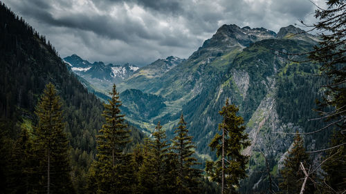 Panoramic view of forest against sky