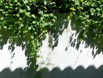 Close-up of plants against blurred background