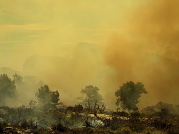 Smoke erupting from forest fire