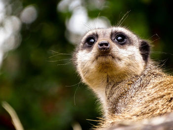 Meerkat face close-up 