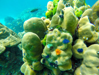 Close-up of coral in sea