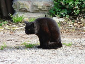 Cat looking away