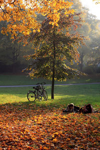 Bicycle parked in autumn tree