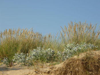 Plants growing on land against clear blue sky