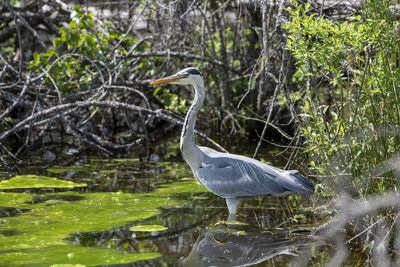 High angle view of gray heron perching on tree