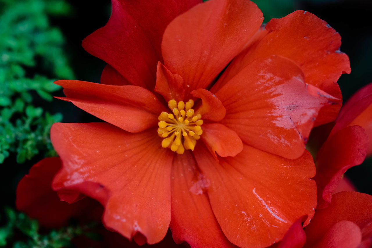 CLOSE-UP OF RAINDROPS ON RED FLOWER