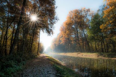 Sunlight streaming through trees