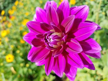 Close-up of purple flower blooming outdoors