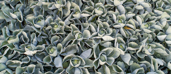 Cabbage field in the cabbage growing region schleswig holstein