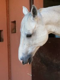 Close-up of white horse in stable