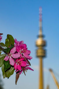 Low angle view of pink flowering plant against clear sky