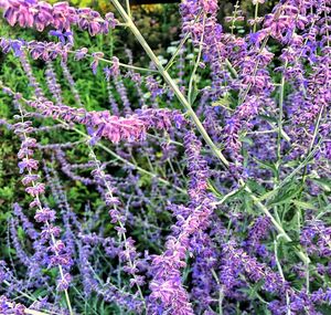 Close-up of purple flowering plants in garden