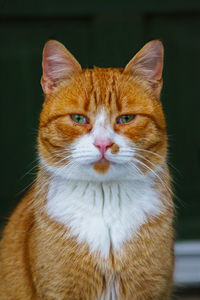 Close-up portrait of cat