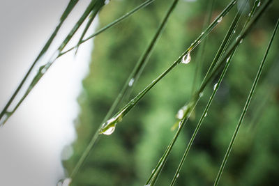 Close-up of water drops on grass