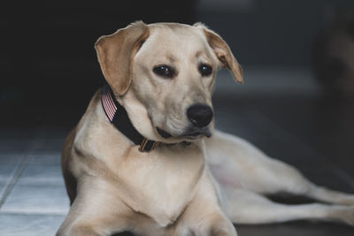 Portrait of dog looking away