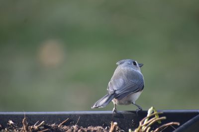 Close-up of titmouse  perching on fence