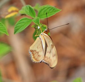 Close-up of insect on plant