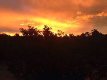 Silhouette of trees at sunset