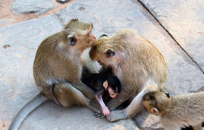 High angle view of monkeys