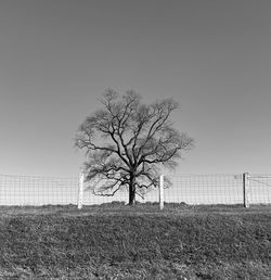 Bare tree on field against clear sky