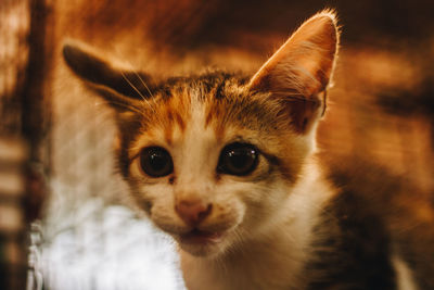 Close-up portrait of cat