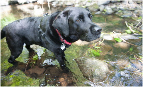 Dog looking away while standing on rock