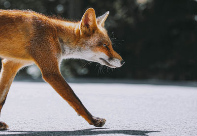 Close-up of an animal looking away