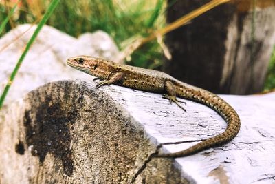 Close-up of a lizard on rock