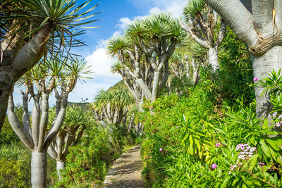 Footpath amidst palm trees against sky