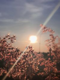 Soft focus of dandelion blooming against sky during sunset background