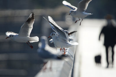 Seagulls flying