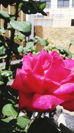 Close-up of red rose