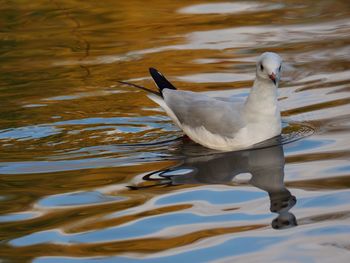 View of duck swimming in lake