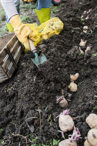 Cropped image of woman farming