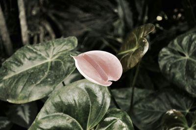 Close-up of flowers