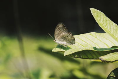 Butterfly on leaf