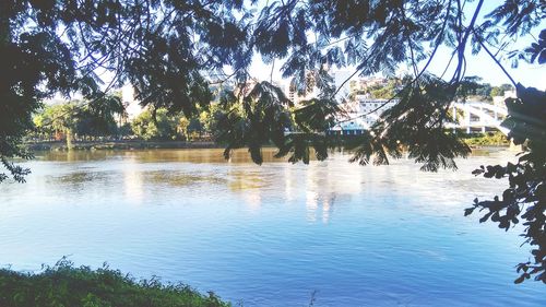 Reflection of trees in water