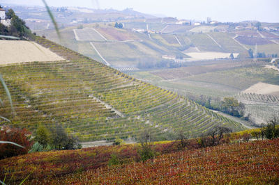 High angle view of vineyard