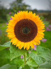 Close-up of sunflower