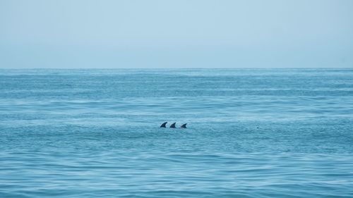View of ducks swimming in sea